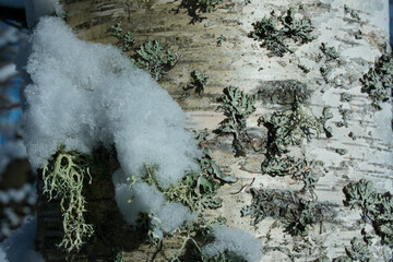 Birch bark fragment. Background image