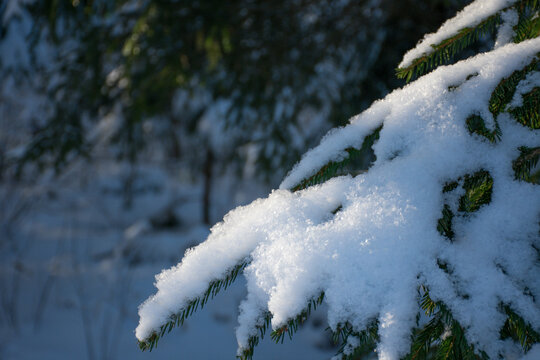 A spruce branch on a sunny winter day with a blurry background. Background image