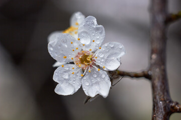 Spring nature background.
Plum flowers with transparent water drops after rain. Macro photo. Spring flowering.