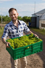 happy farmer carries a large container filled with green lettuce, farm background