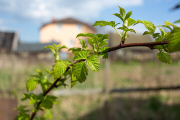 Young shoots of raspberry against the background of the silhouette of the house