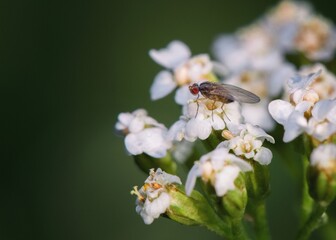 fly on a flower