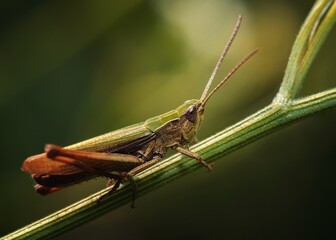 Fototapeta premium grasshopper on the grass