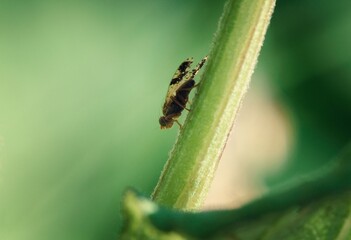 fly on leaf