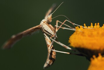 fly on a leaf