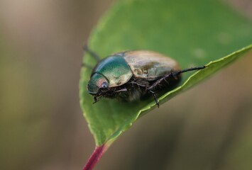 bug on leaf
