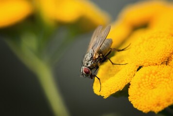 fly on a yellow flower