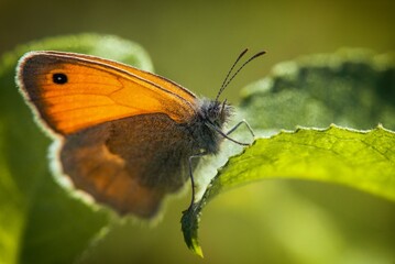 butterfly on leaf