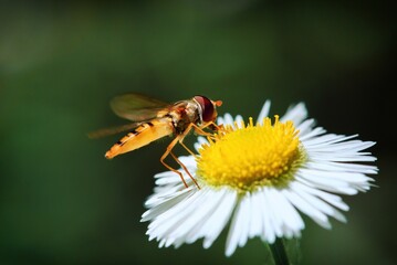 fly on a flower