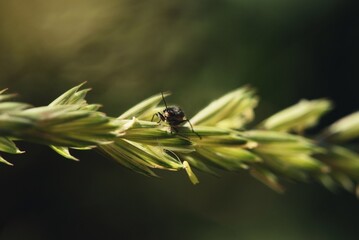 fly on leaf
