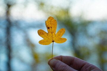 A single yellow autumns leaf held between two fingers and with a blurred background. Fall and autumn season concept.