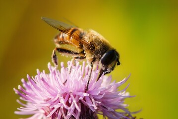 fly on a flower