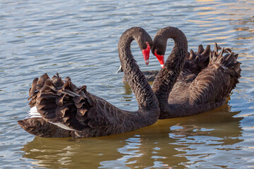 Naklejka premium A couple of black swans, Cygnus atratus, in the iconic courting dance in a pond, ruffled feathers and a heart shape formed by the curvature of their necks.