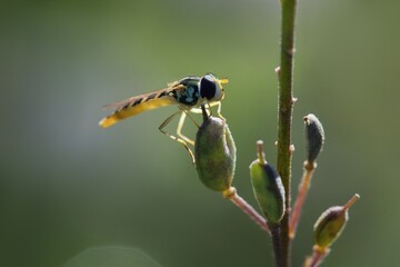fly on flower
