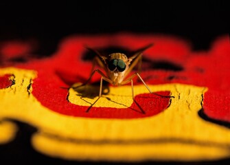 close up of a fly