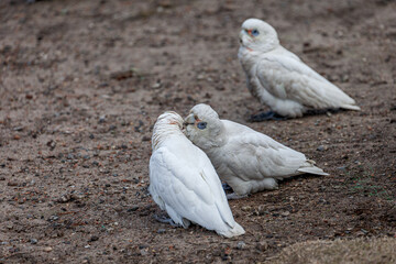 A little corella, Cacatua sanguinea, preening its partner on the ground in a public park, while another corella stands blurred in the background.