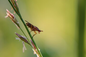 fly on a leaf