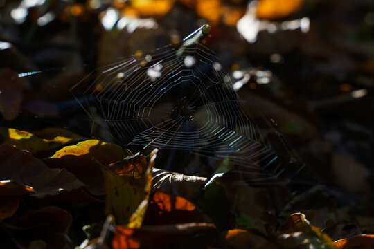 Fragile spider web on the forest floor. Close up image with shallow depth of field.