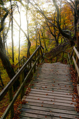 Wooden stairs leading through the forest and down a steep hill in warm autumn colors.