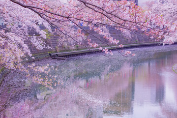 大岡川プロムナードの桜