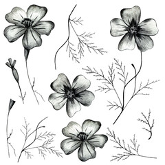 Set of Black and White Hand Drawn Marigold Flower Isolated on White Background.