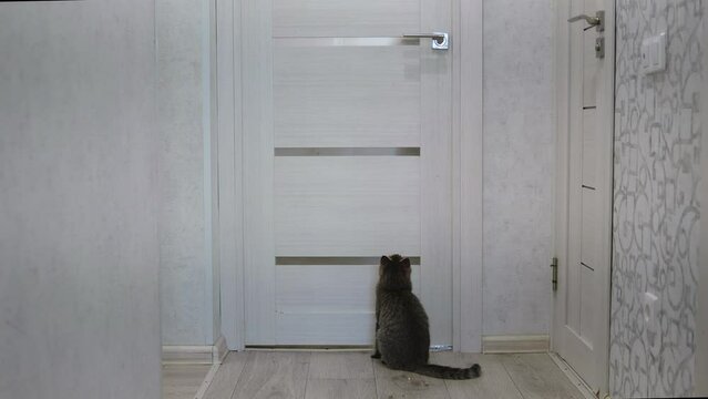 The cat stands on its hind legs, trying to open the door and trying to see what's behind the glass.