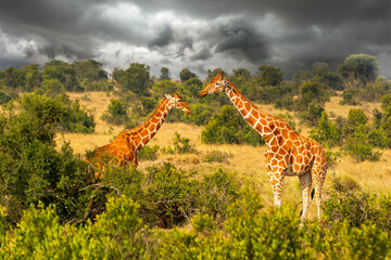 Fototapeta premium Pair of Reticulated giraffes with stormy clouds in Samburu National Reserve, Kenya