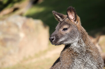 Side Portrait of Red-Necked Wallaby in Zoological Garden. Notamacropus Rufogriseus is a medium-sized Macropod Marsupial.