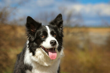 Portrait of Border Collie with Tongue Out during Sunny Day. Adorable Black and White Dog Outside.