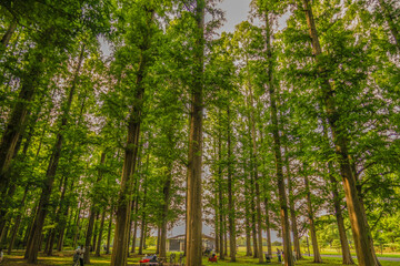 メタセコイヤの森（水元公園）