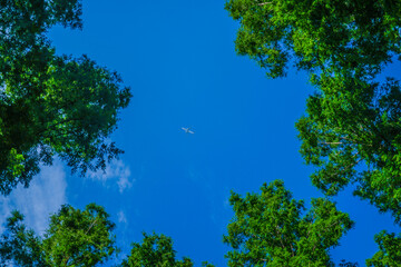 Obraz premium メタセコイヤの森から見える飛行機