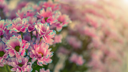 Background of natural chrysanthemum flowers standing in huge bouquet. Floristics and holiday concept.