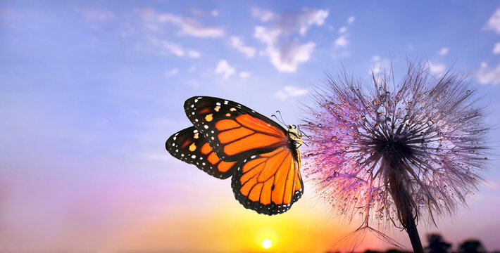 Fototapeta Natural pastel background. Monarch butterfly and dandelion. Seeds of a dandelion flower in drops of water on a background of sunrise. Copy spaces.