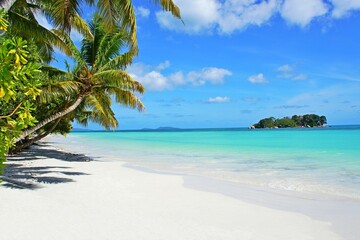 Fototapeta na wymiar Beach with coconut palm trees. Beautiful palm beach on tropical island. White sand beach with trees on shore Indian ocean. Paradise secluded beach at summer season.