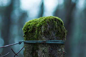 słup płotu porośnięty mchem © Henryk Niestrój