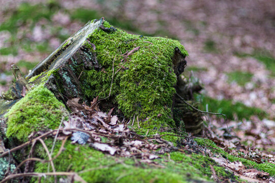 stary omszały pień ściętego drzewa w lesie