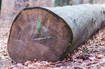 wielkie ścięte drzewo w lesie - obrazy, fototapety, plakaty