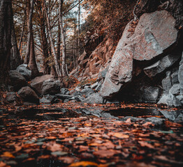 close up shot of autumn landscape orange leaves troodos mountains cyprus