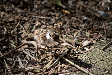 this is a banded lapwing chick