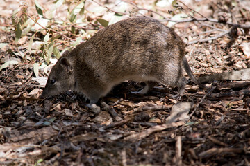 the Southern brown bandicoot  is a medium sized ground dwelling marsupial with a long tapering snout