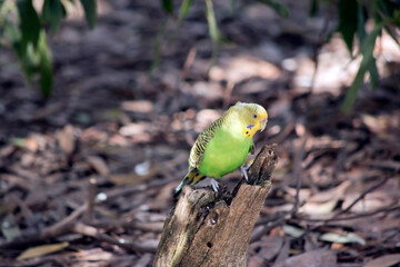 the budgie is yellow and green parakeet