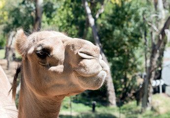 this is a close up of a camel