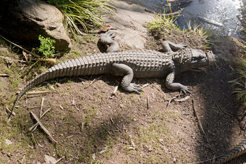 the alligator is hioding near the rocks