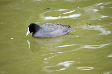 the Eurasian coot is swimming in the lake