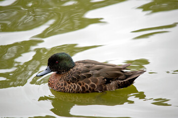 this is a male chestnut teal duck