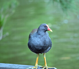 the dusky moorehen is perched on a gate