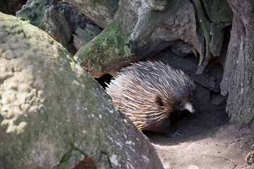 the echidna is covered in sharp spines and rolls into a ball to protect itself from preditors