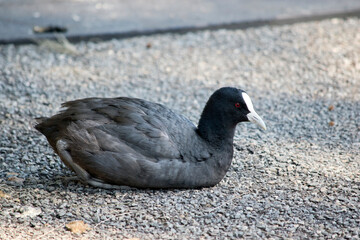 the eurasian coot is a black water bird