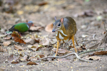 Lesser Oriental Chevrotain in the wild