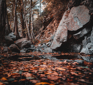 close up shot of autumn landscape orange leaves troodos mountains cyprus